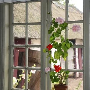 Geraniums in an old barred window