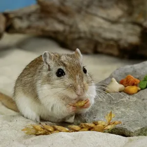 Gerbil, mongolian gerbil (Meriones unguiculatus) gerbil