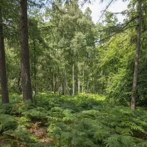 German moor forest landscape with ferns