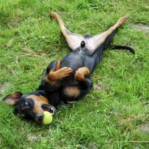German Pinscher, smooth-coated