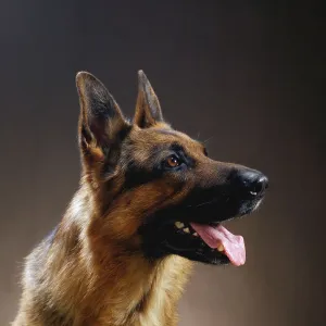 German Shepherd or Alsatian