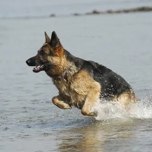 German shepherd dog jumps through the water