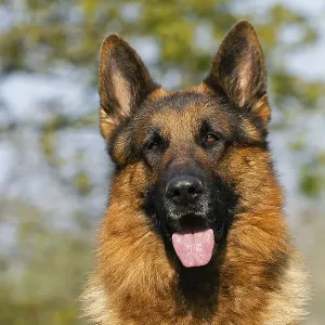 German Shepherd Dog, Portrait of Adult