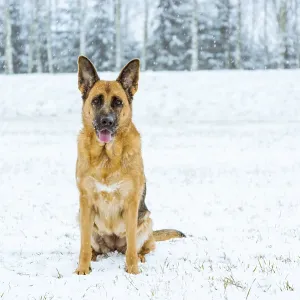 German shepherd dog possing outdoor at winter