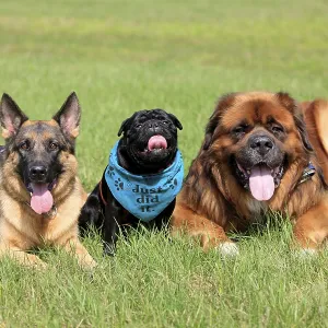 German Shepherd Dog, Pug and German Shepherd Dog