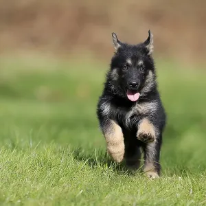 German shepherd domestic dog (Canis lupus familiaris) puppy German shepherd domestic dog (Canis lupus familiaris) puppy