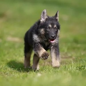 German shepherd domestic dog (Canis lupus familiaris) puppy German shepherd domestic dog (Canis lupus familiaris) puppy