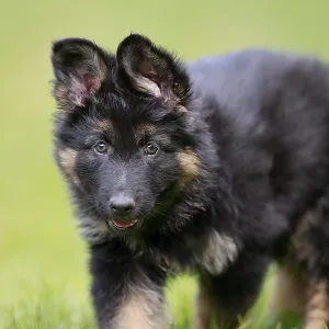 German Shepherd domestic dog (Canis lupus familiaris) Puppy