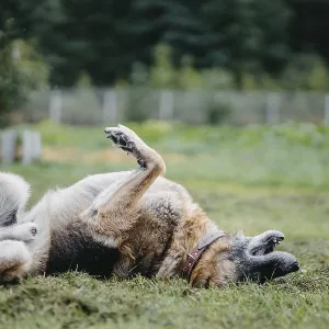 A German Shepherd rolls playfully in grass with paws in the air A German Shepherd rolls playfully in grass with paws in the air