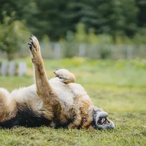 A German Shepherd rolls playfully on its back in the grassy yard