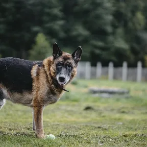 A German Shepherd stands in grassy area with a ball in sight A German Shepherd stands in grassy area with a ball in sight