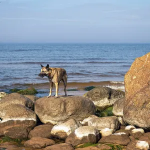 A German shepherd stands on the rocks in the sea against the background of blue sky A German shepherd stands on the rocks in the sea against the background of blue sky