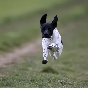 German Shorthair, (Canis lupus familiaris) German Shorthair, (Canis lupus familiaris)