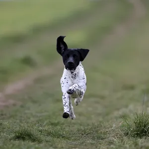 German Shorthair, (Canis lupus familiaris) German Shorthair, (Canis lupus familiaris)