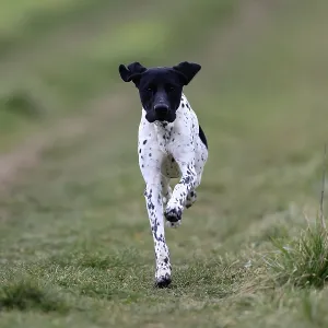 German Shorthair, (Canis lupus familiaris) German Shorthair, (Canis lupus familiaris)