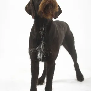 German Wirehair, German Wirehaired Pointing Dog