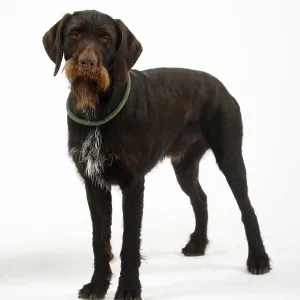 German Wirehair, German Wirehaired Pointing Dog German Wirehair, German Wirehaired Pointing Dog