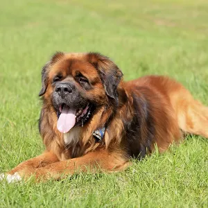 Germanic bear dog