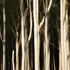 Ghost Wood in Nienhagen, Mecklenburg-Western Pomerania