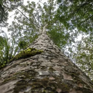Giant Agathis australis (Agathis australis)