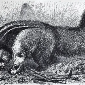 Giant anteater (Myrmecophaga jubata)