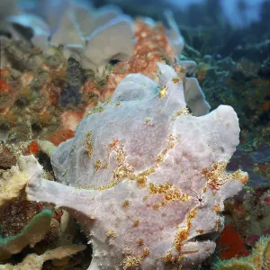 Giant frogfish (Antennarius commerson) or giant frogfish lurks in coral reef for prey
