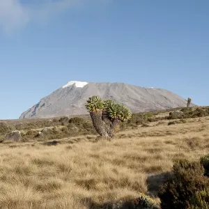 Giant Groundsel (Dendrosenecio kilimanjari)