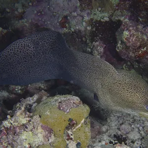 A giant moray eel (Gymnothorax javanicus) meanders through rocks in the coral reef at night while hunting