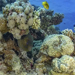 Un moray géant (Gymnothorax javanicus) et un poisson-damier naviguent à travers des récifs coralliens colorés.