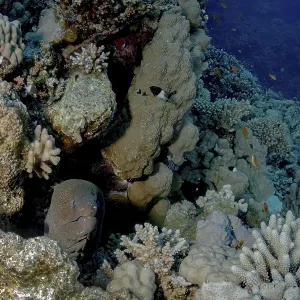 Un moray géant (Gymnothorax javanicus) jette un coup d'œil de son cachette parmi une récif corallien diversifié et coloré.