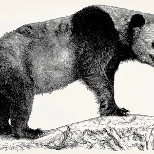 The giant panda (Ailuropoda melanoleuca)