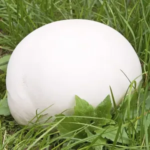 Giant puffball Langermannia gigantea Giant puffball Langermannia gigantea