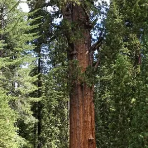 Giant sequoia General Sherman (Sequoiadendron giganteum) in the Giant Forest
