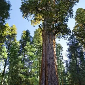 Giant sequoia General Sherman (Sequoiadendron giganteum) in the Giant Forest Giant sequoia General Sherman (Sequoiadendron giganteum) in the Giant Forest