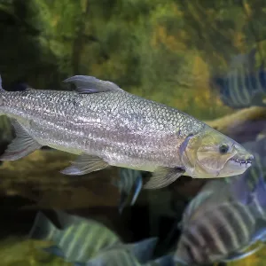 Giant tiger tetra (Hydrocynus goliath) Giant tiger tetra (Hydrocynus goliath)
