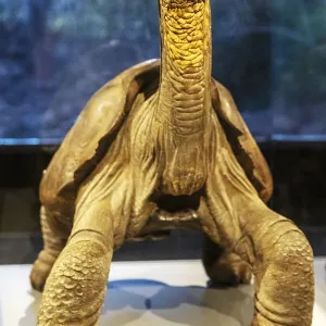 Giant tortoise (Chelonoidis nigra) Giant tortoise (Chelonoidis nigra)