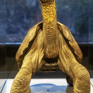 Giant tortoise (Chelonoidis nigra) Giant tortoise (Chelonoidis nigra)