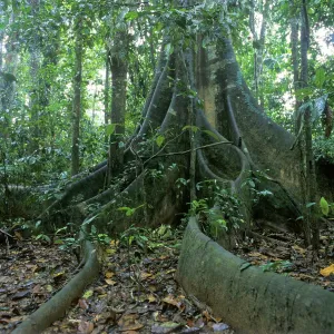 Giant tree with board roots in Tambopata National Park in the Amazon Basin Giant tree with board roots in Tambopata National Park in the Amazon Basin