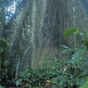 Giant tree in Tambopata National Park in the Amazon basin Giant tree in Tambopata National Park in the Amazon basin