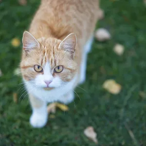 Ginger Cat on Green Grass with Yellow Leaves Print Ginger Cat on Green Grass with Yellow Leaves Print