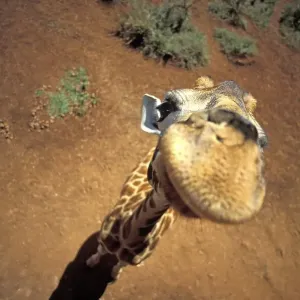 Giraffe from above ( Giraffa camelopardalis ) Giraffe from above ( Giraffa camelopardalis )
