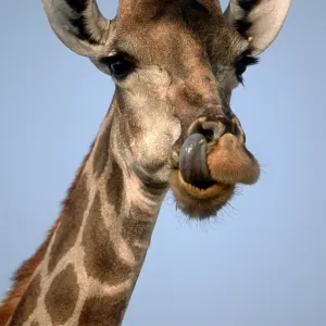 Giraffe (Giraffa camelopardalis) Giraffe (Giraffa camelopardalis)