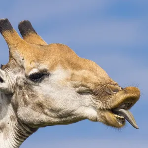 Giraffe (Giraffa) in the savannah Giraffe (Giraffa) in the savannah