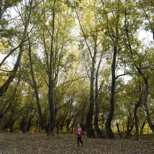 A girl in a forest of poplars. Walk in the autumn forest A girl in a forest of poplars. Walk in the autumn forest