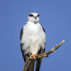 Gliding tar sitting room (Elanus caeruleus) Gliding tar sitting room (Elanus caeruleus)