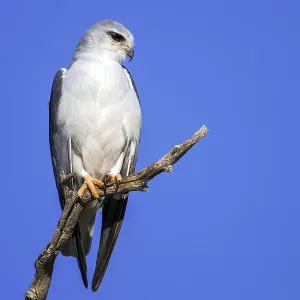 Gliding tar sitting room (Elanus caeruleus) Gliding tar sitting room (Elanus caeruleus)