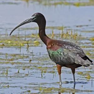 Glossy Ibis Print, Lake Neusiedl, Austria