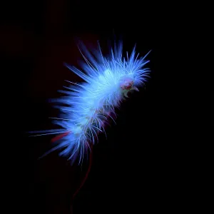Glowing blue caterpillar on a dark background creating a vibrant contrast Glowing blue caterpillar on a dark background creating a vibrant contrast