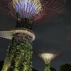 Glowing supertrees at night with dense vegetation and fine lighting