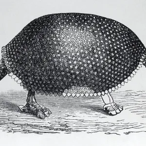 Glyptodon (Glyptodon clavipes)